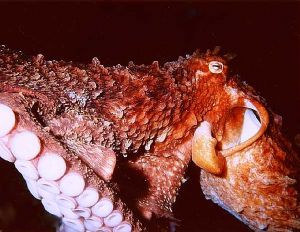 Giant Pacific Octopus gliding by, Vancouver Is. B.C.  by Dave Bartoo 